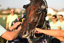 Hot Coco z odličnim časom 1:12,9 do nove zmage v Italiji